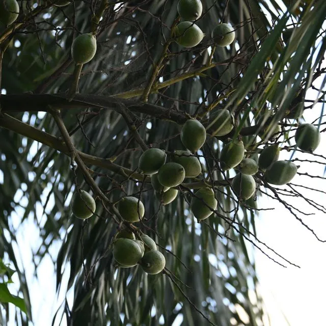 thumbnail for publication: Cultivando pejibaye en el jardín de su hogar en Florida